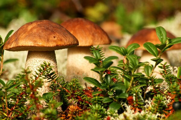 Pilze im Wald auf einer Wiese mit Gras