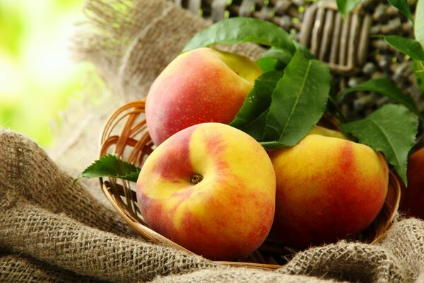 Basket with peaches taste of summer