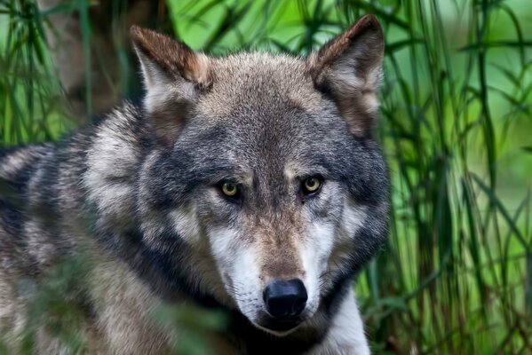 Der räuberische Blick eines Wolfes in die Natur