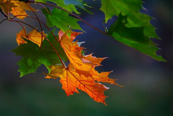 Hoja de arce vestida ropa de otoño