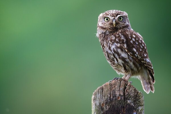 Surprised owl on a green background