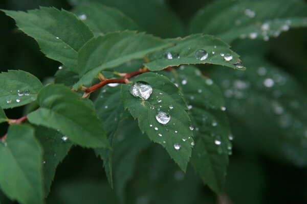 Kali rain in the morning on the plants of nature