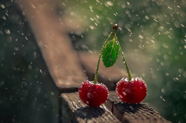 Disparo macro de cerezas en clima lluvioso