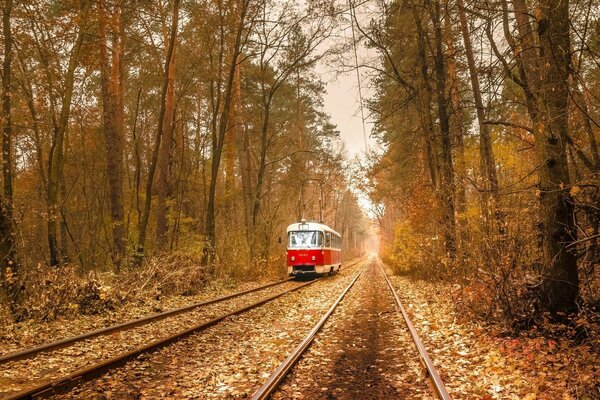 Idzie po torach tramwaj w jesiennym lesie