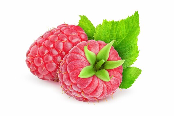 Two juicy sweet raspberries