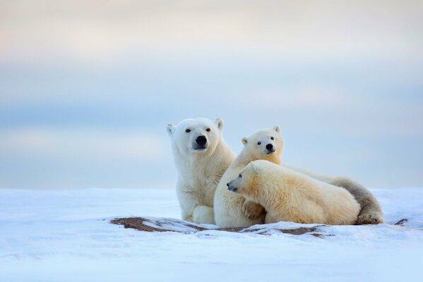 Ours blanc au repos avec des oursons sur la neige