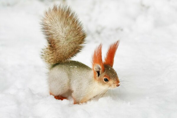 Flink flauschiges Eichhörnchen auf weißem Schnee