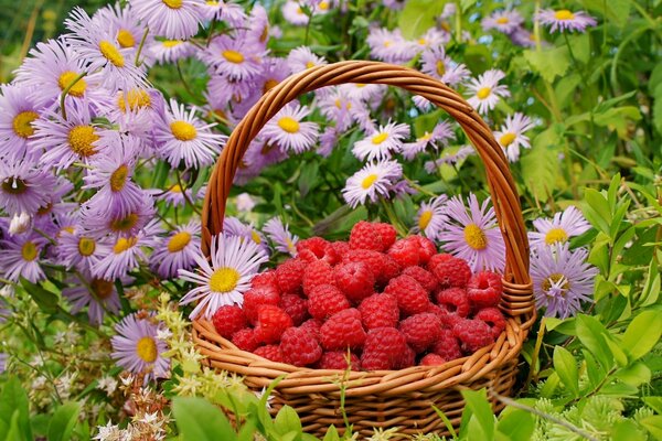 Korb mit Himbeeren in Blumen