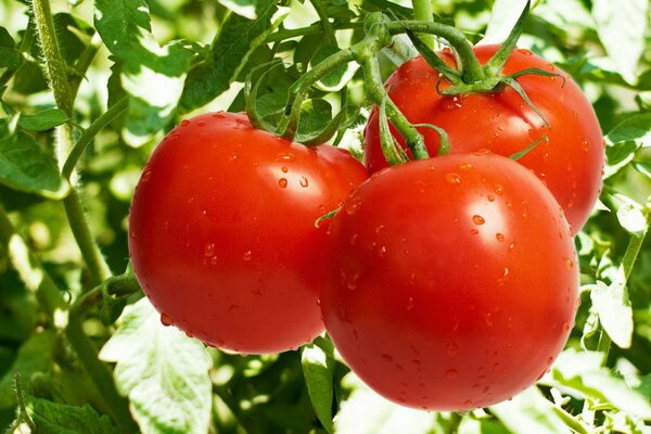 Jugosos tomates maduros en una rama