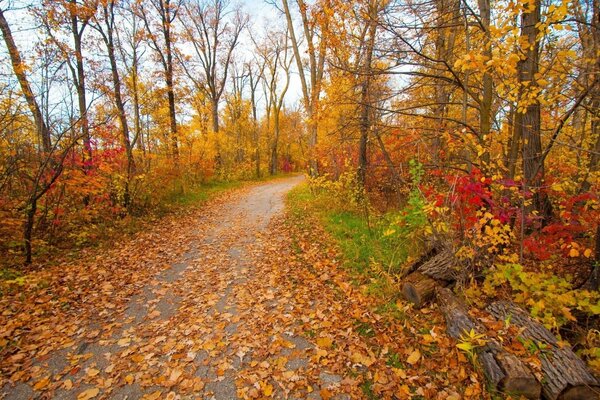 Gli alberi sono ingialliti e le foglie cadono, è arrivato l autunno