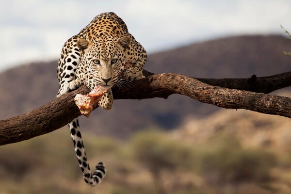 Fauna selvatica, su un ramo di leopardo