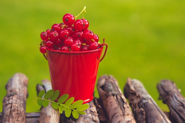 Rote Johannisbeere in einem winzigen roten Eimer