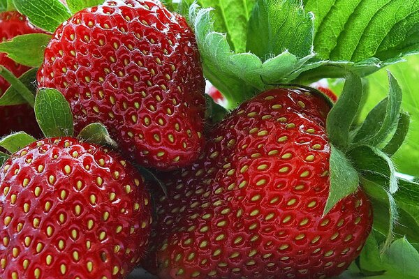 Fresas maduras con follaje verde