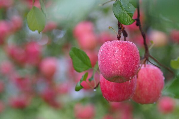 Dew drops after rain on apple tree fruits