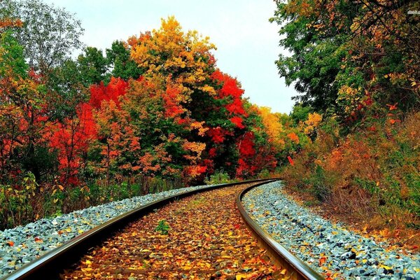 Ferrocarril de otoño en el bosque