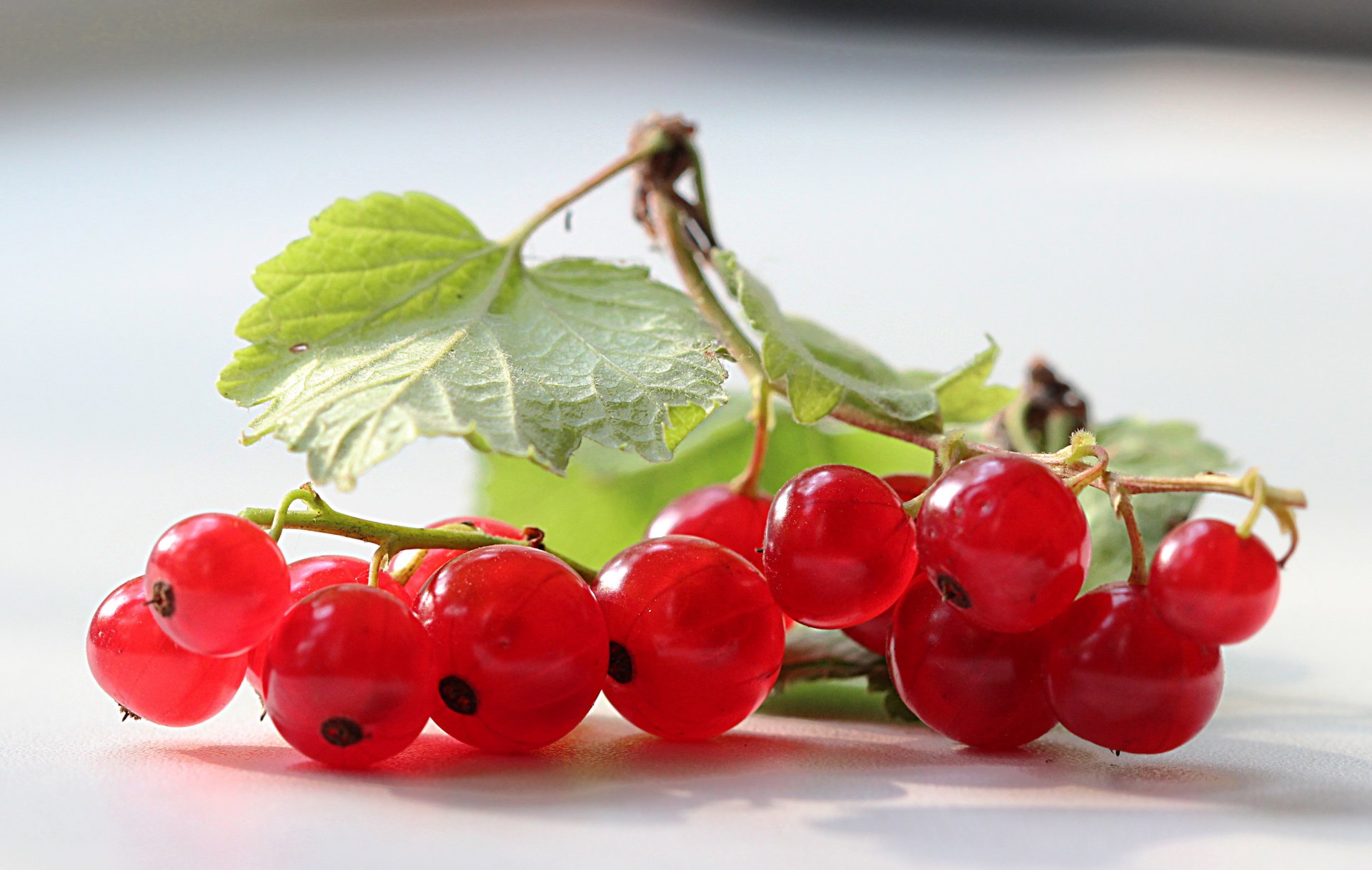 berries currants red leave