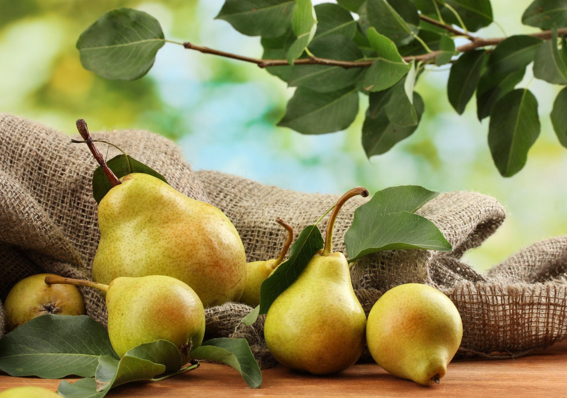 pear fruits table leaves branch