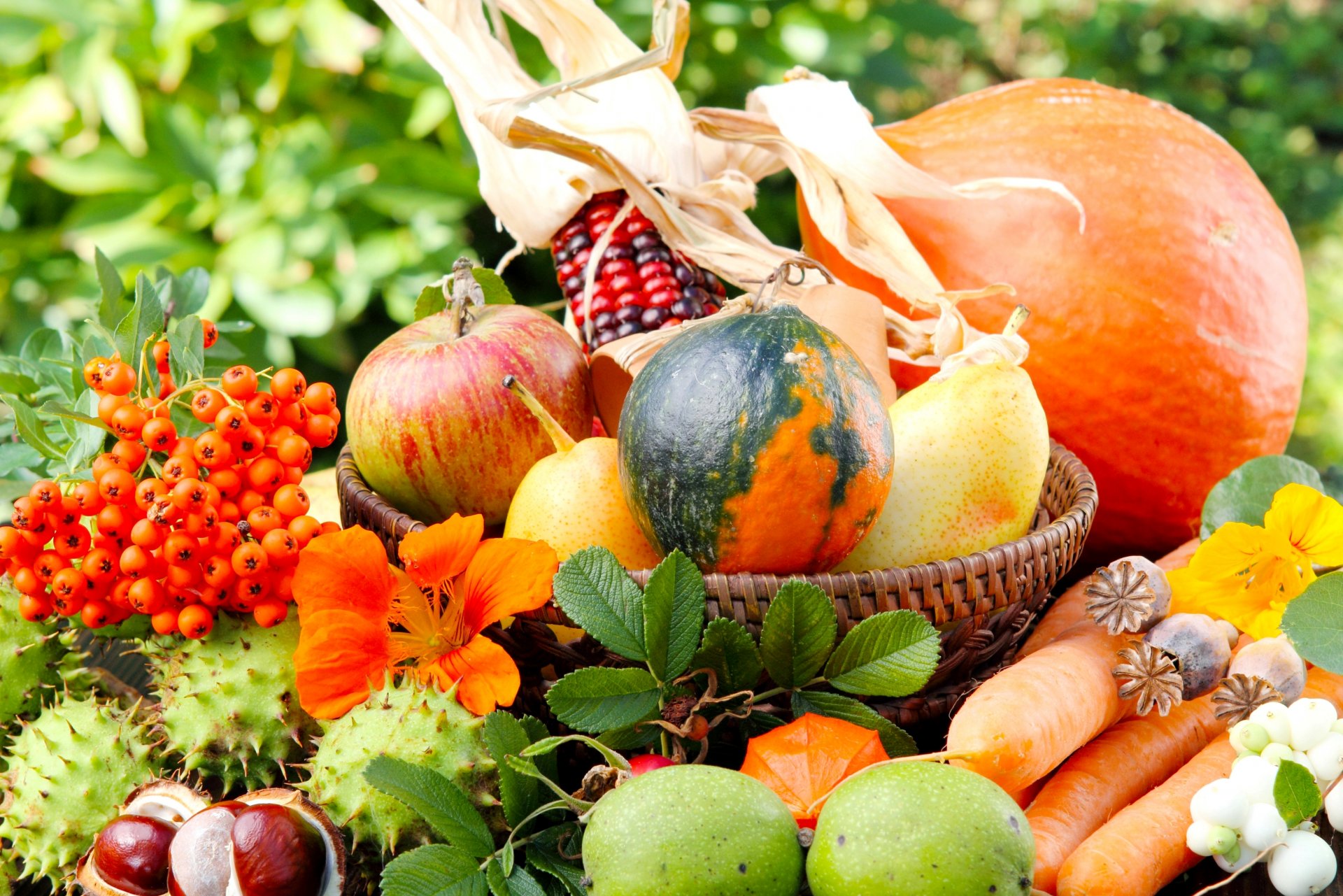 citrouille maïs carotte légumes pommes poires panier châtaignes pavot sorbier nature verdure fleurs automne