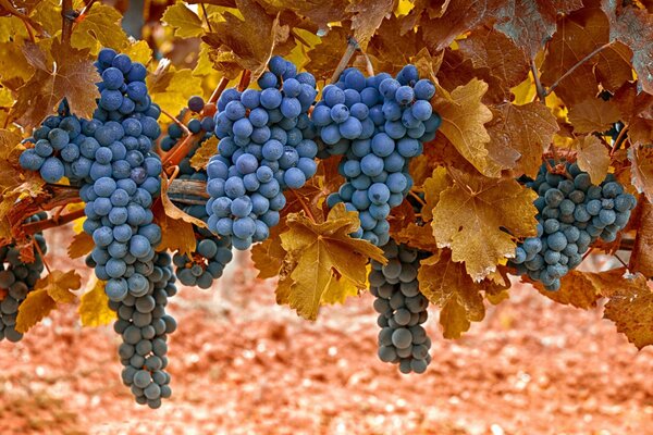 Grappes de raisins mûrs avec des feuilles