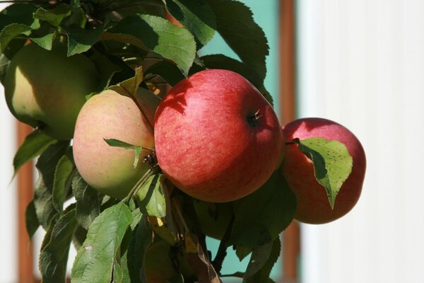 Fragrant apples on a branch with leaves