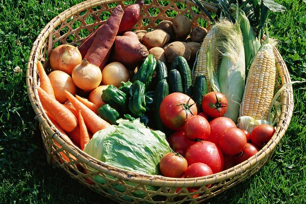 Cesto di verdure di stagione su erba verde