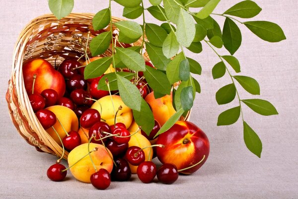 Fruit basket and green foliage