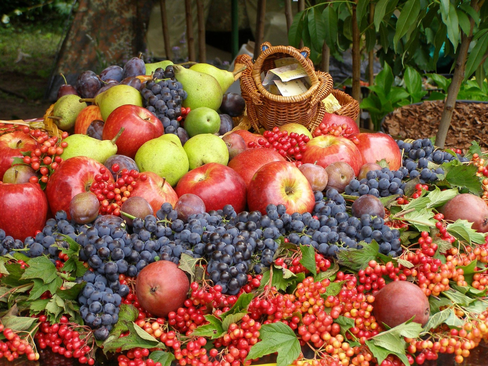 kalina grapes apples pear plum berries fruits vintage