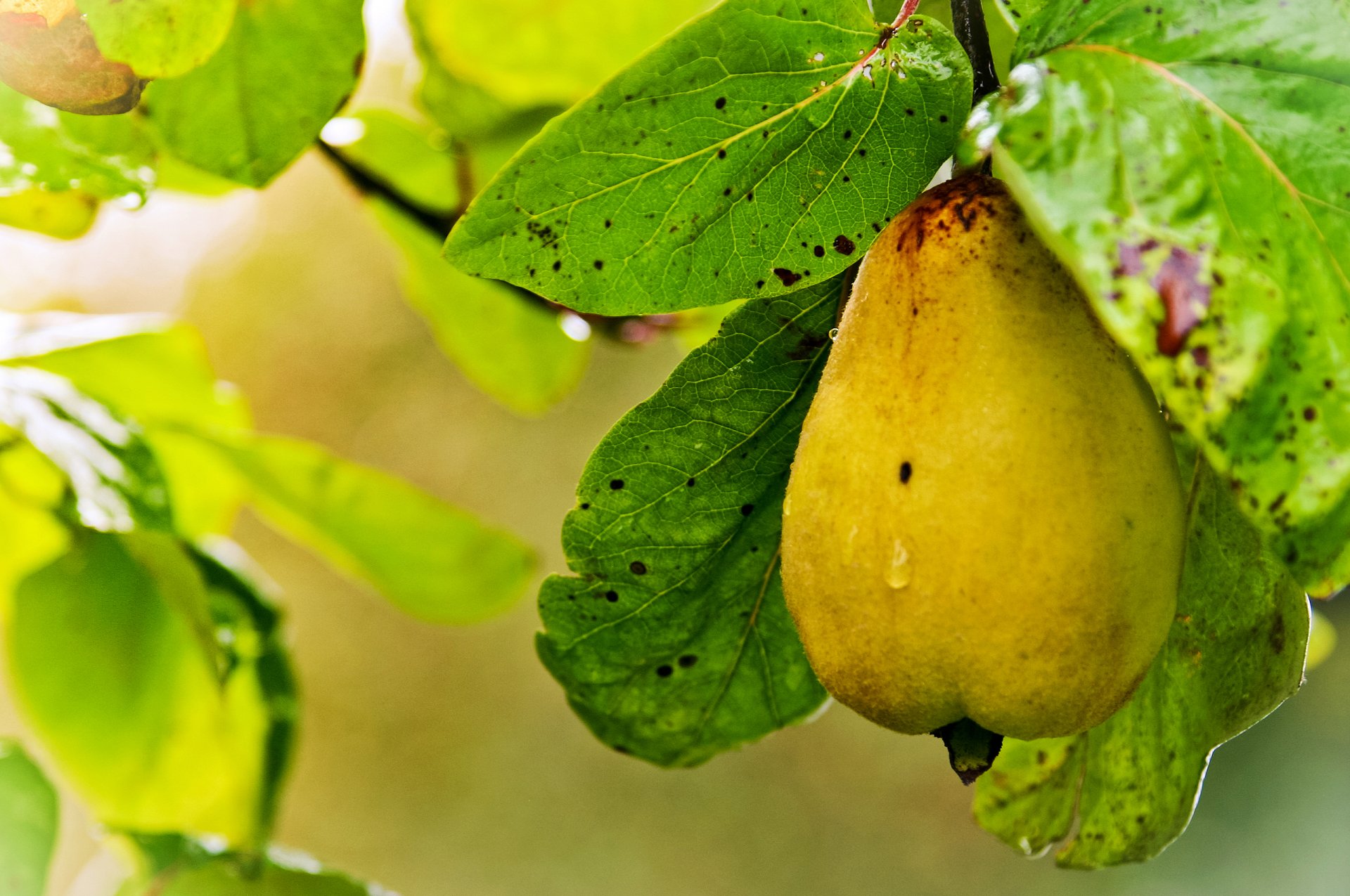 pear ripe branch foliage