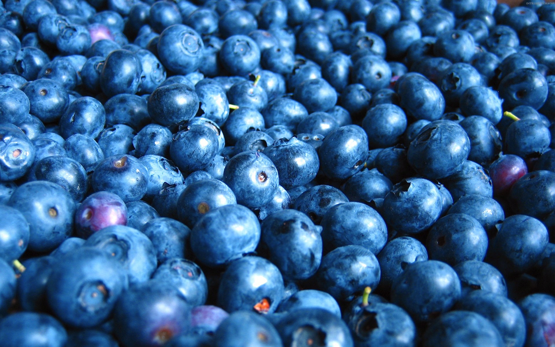 heidelbeeren fruchtbeeren essen lebensmittel