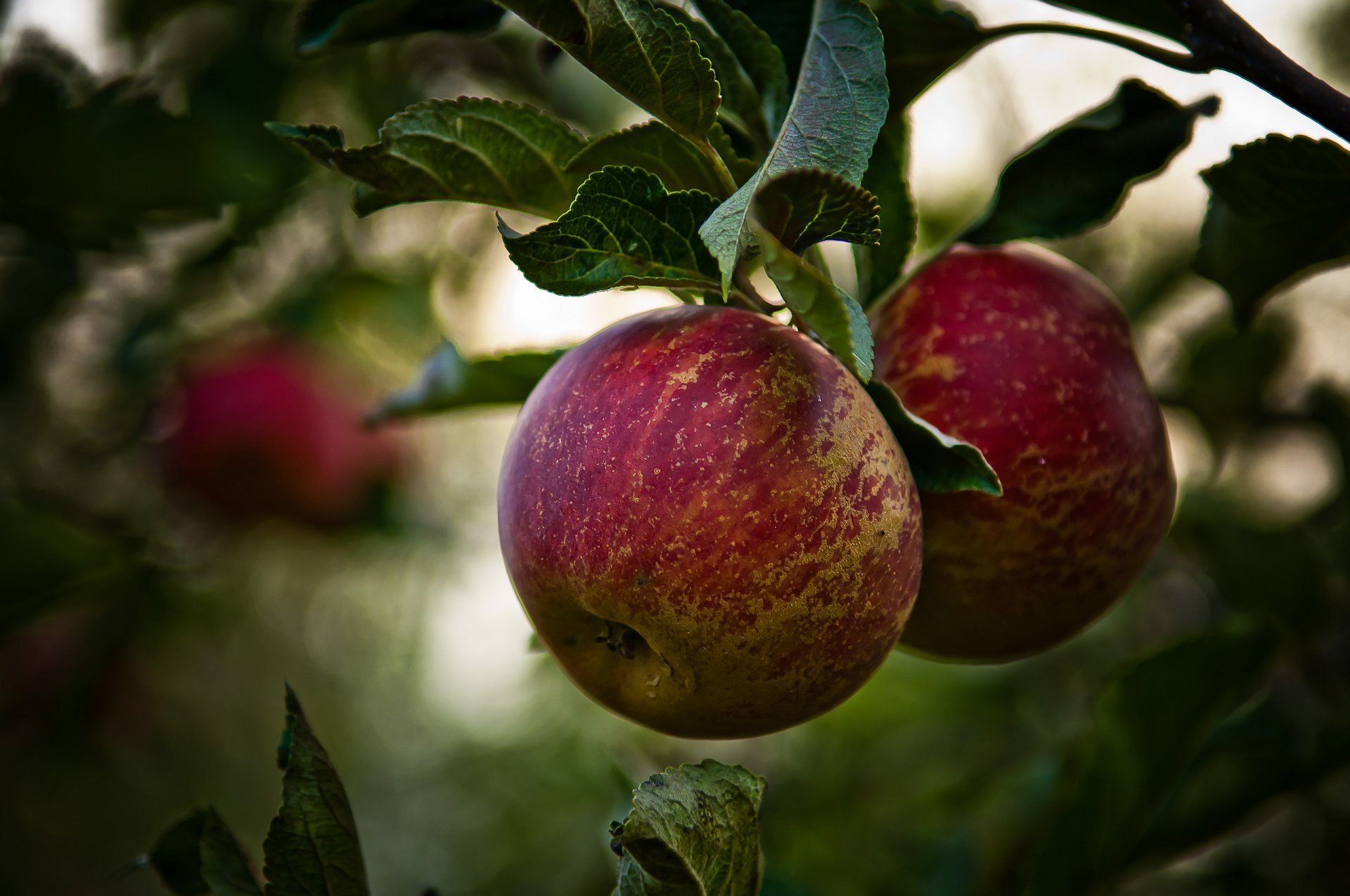 fruits apples apple tree branches foliage