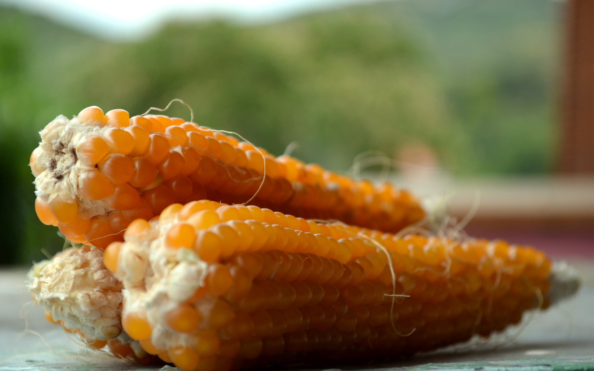 maïs épis grain récolte légume céréales