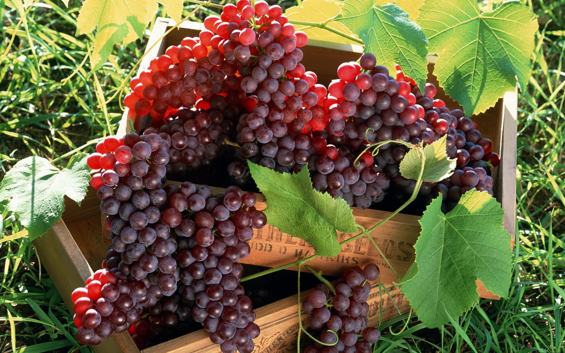 uvas rojo racimos en caja hojas