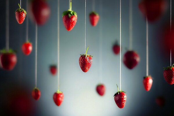 Las fresas están suspendidas en hilos