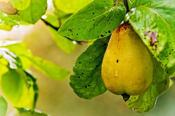 Poire mûre solitaire sur une brindille