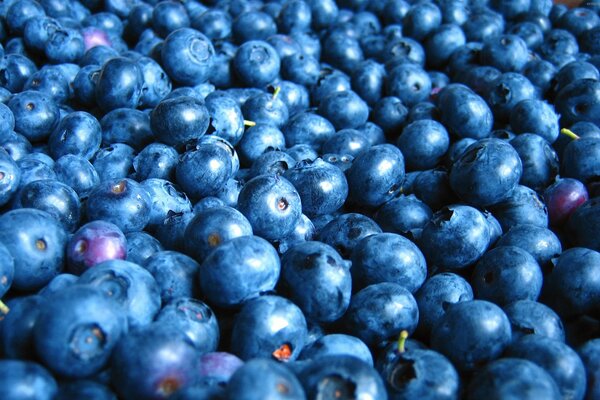 Abundant harvest of blueberries