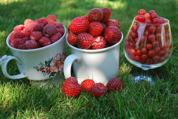 Es gibt zwei Tassen auf dem Gras und ein Glas mit Beeren. In einer Schüssel Erdbeeren, in der anderen Himbeeren und in einem Glas rote Johannisbeeren