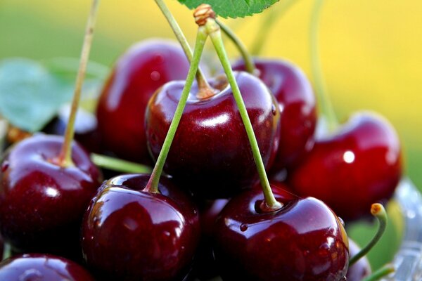 Ripe, juicy cherry berries