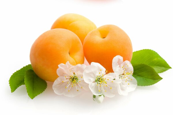 Three apricots and three white flowers