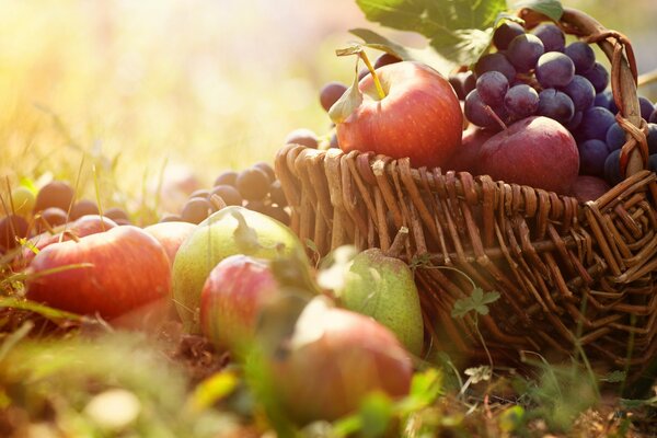 Basket with apples and grapes on the grass