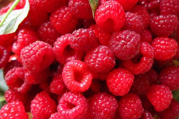 Delicious red raspberries