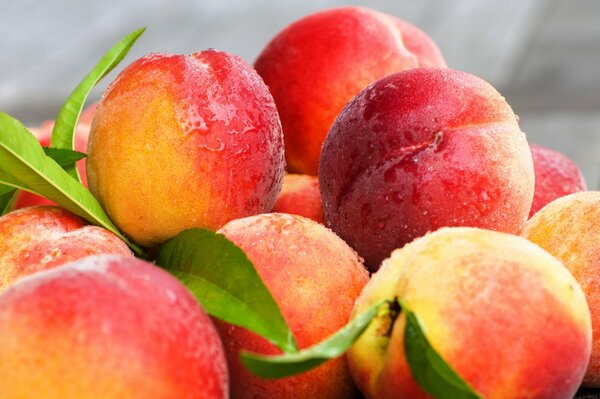 Peaches in green foliage floor drops of water