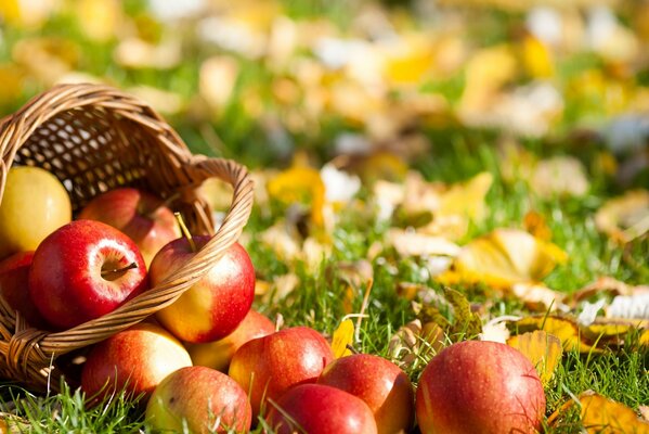 Manzanas desmenuzadas en la hierba y las hojas