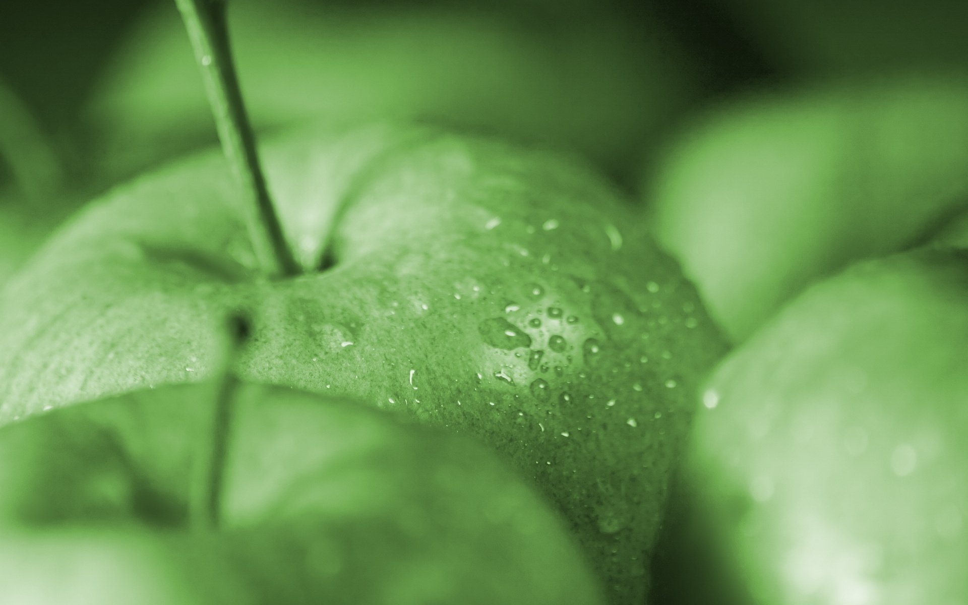 apple food fruit green apples macro drops green macro