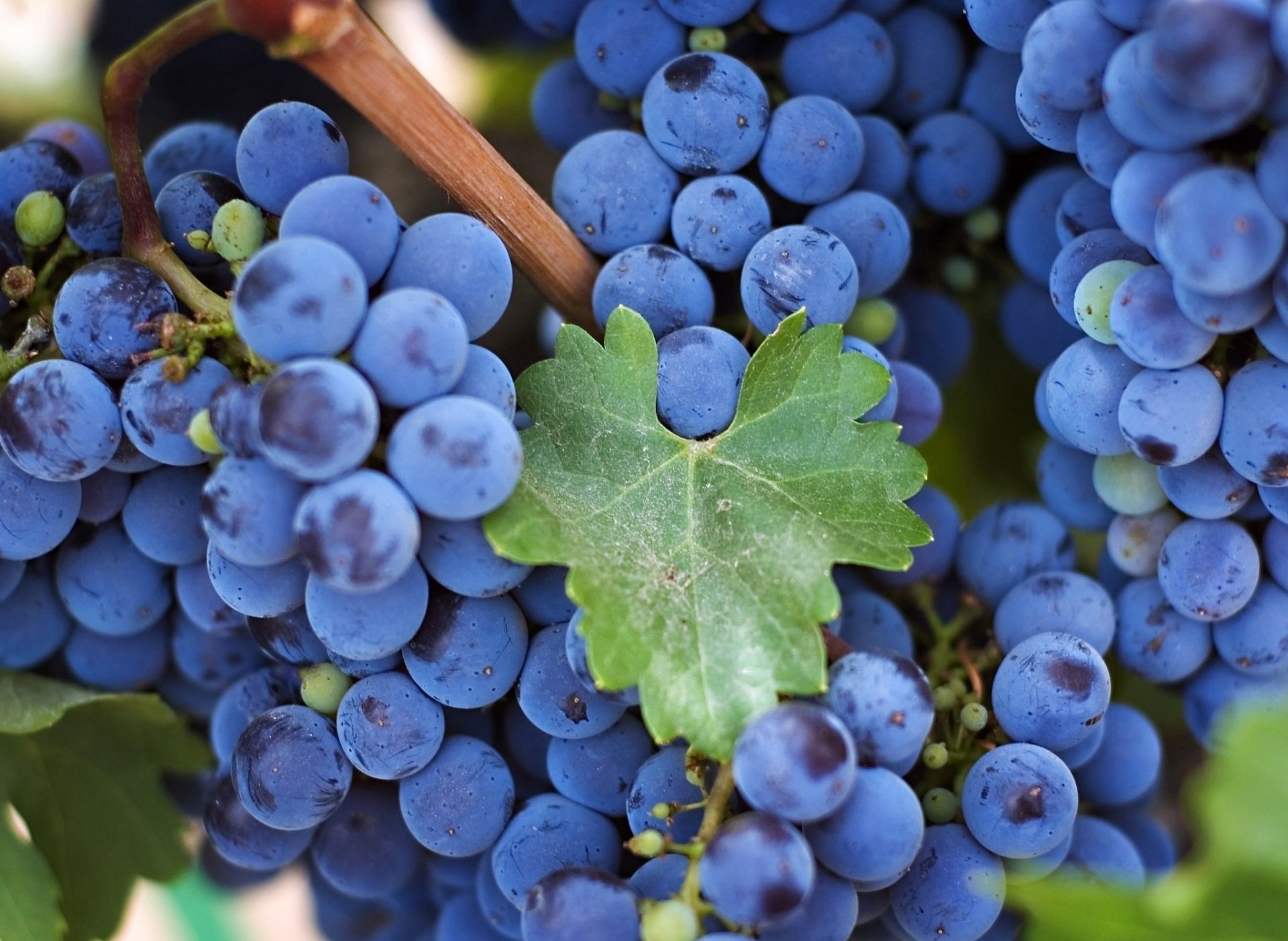 grapes close up bunch of sheet brush