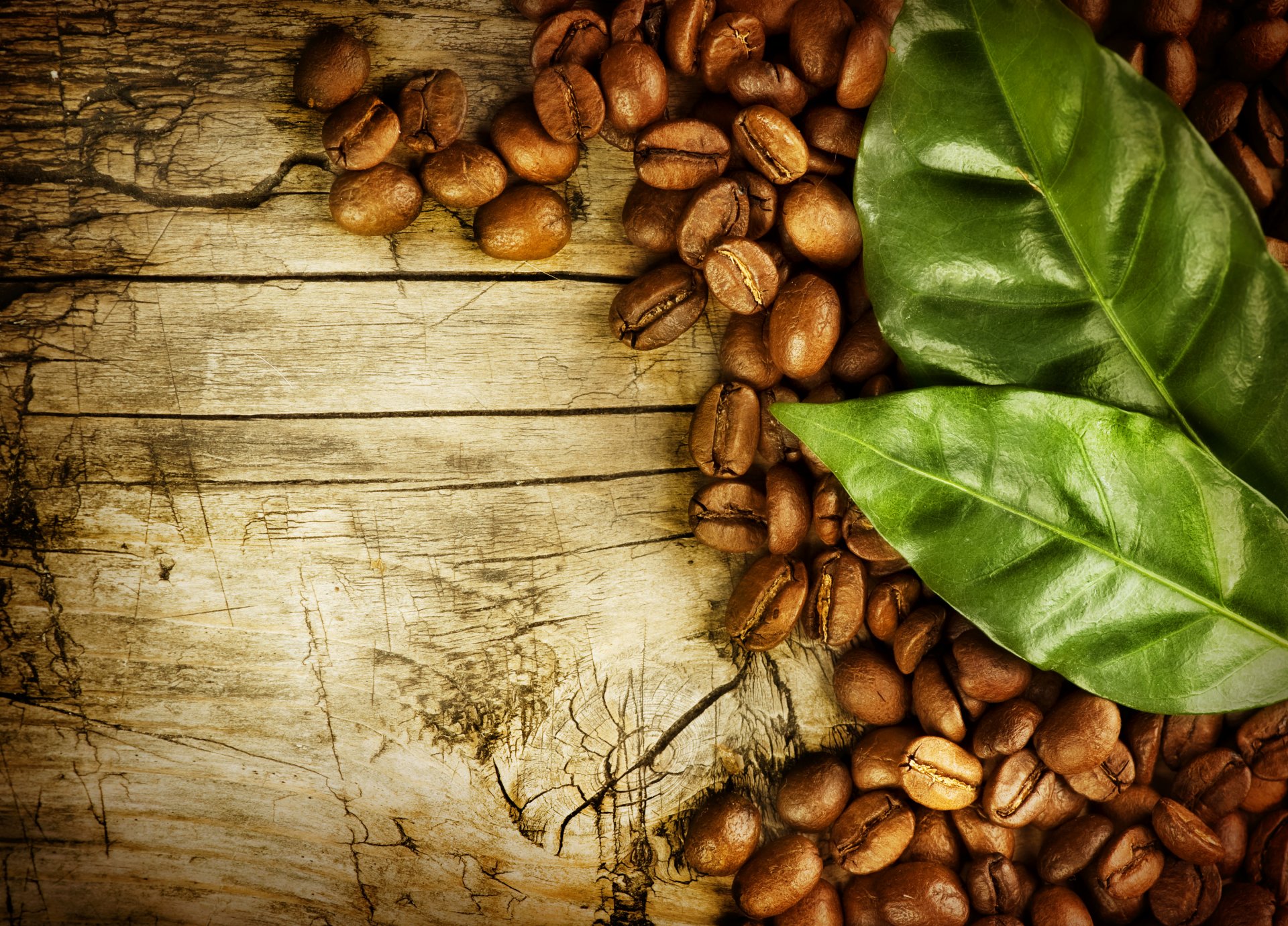 coffee grain leaves tree