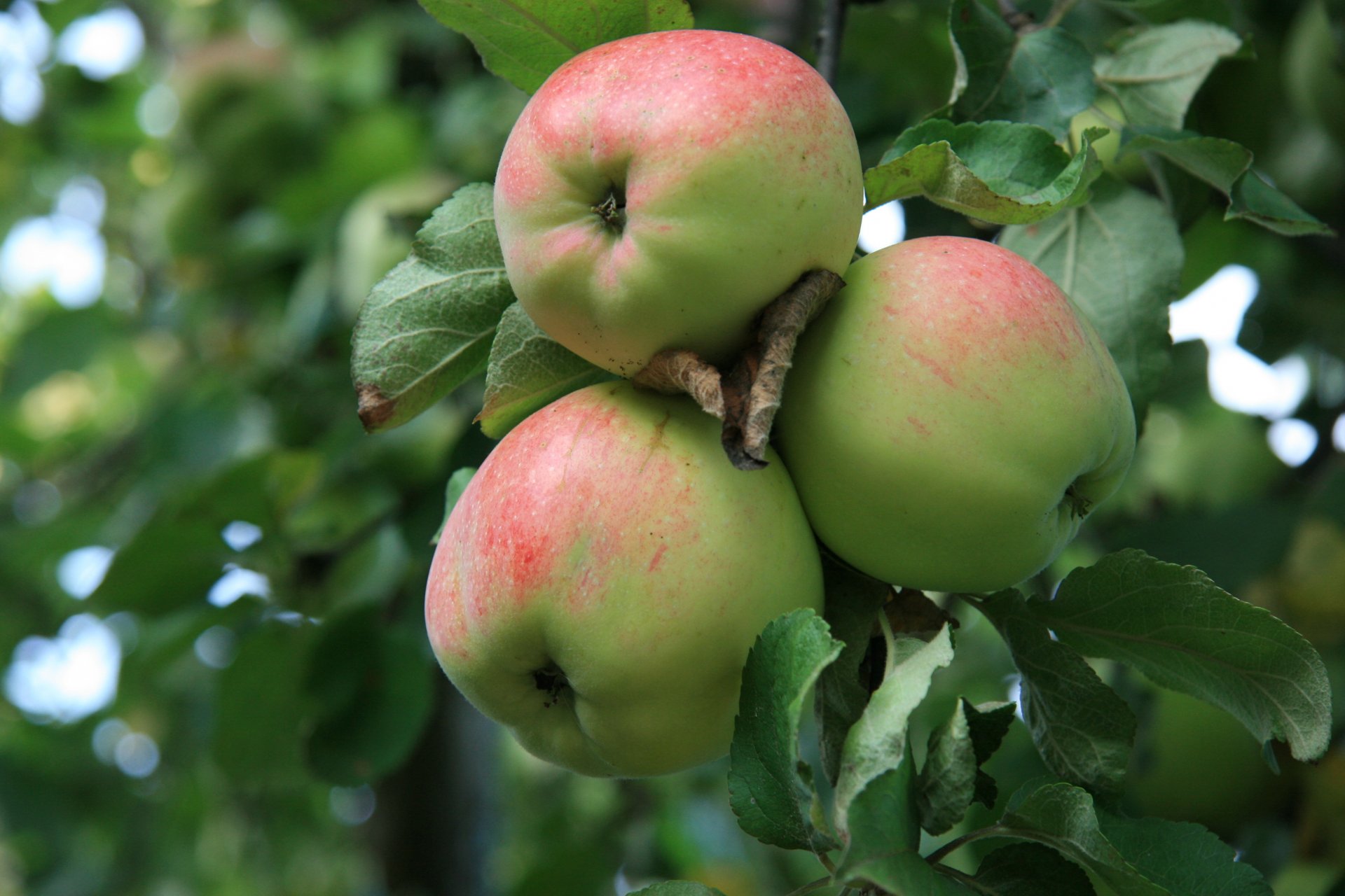 food nature apples apple apple tree garden morning village