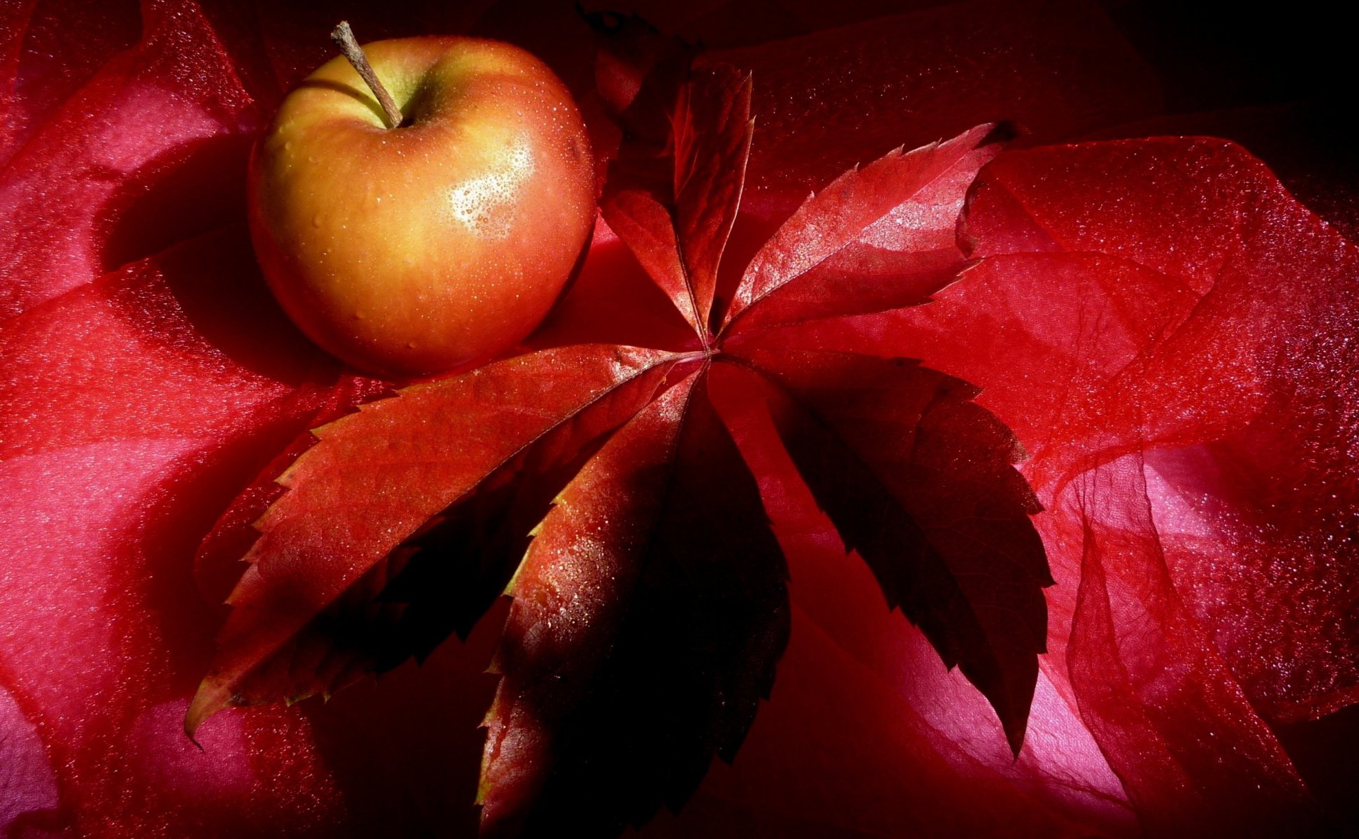 fruit apple red leaf still life red