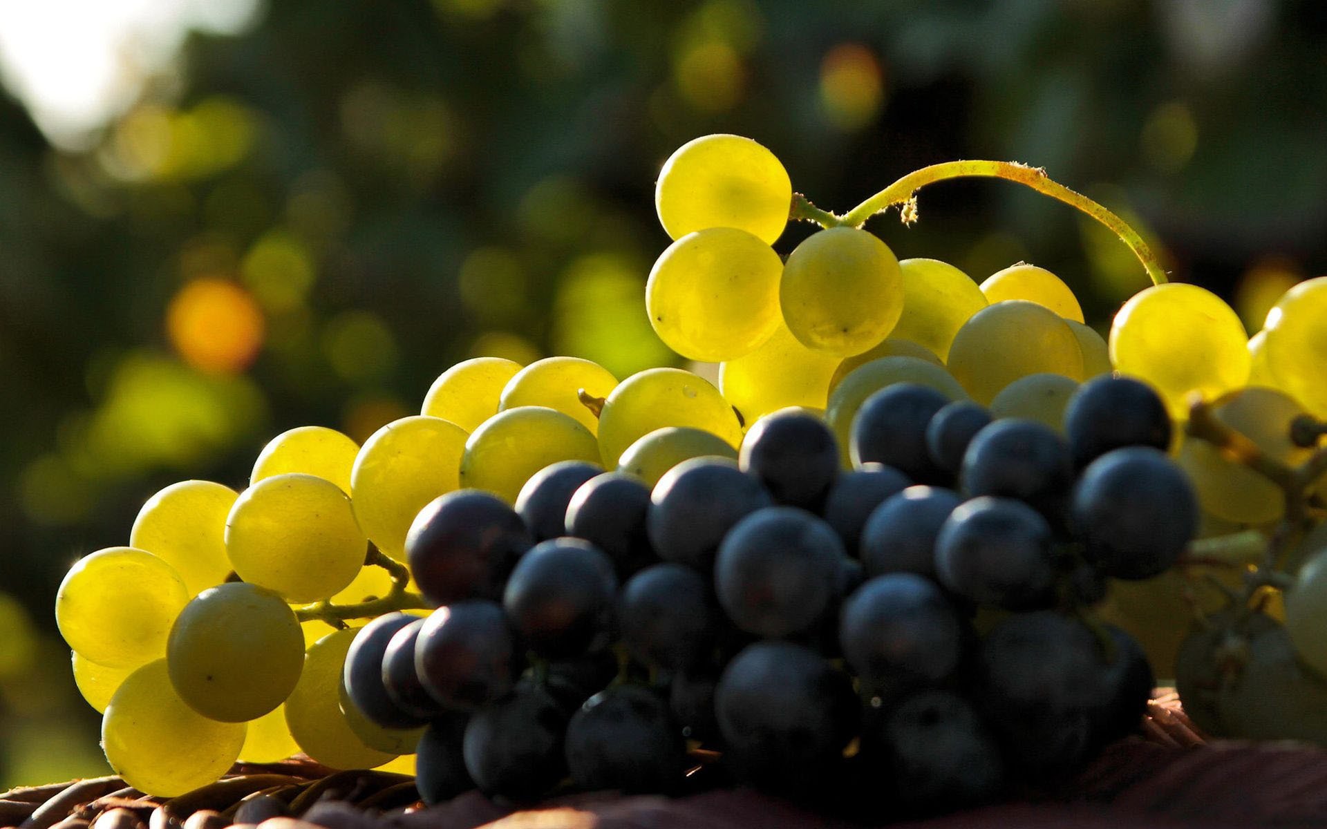 trauben beeren bündel pinsel licht