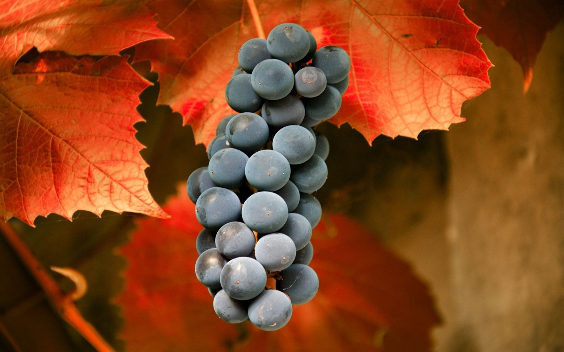 grapes autumn close up leave