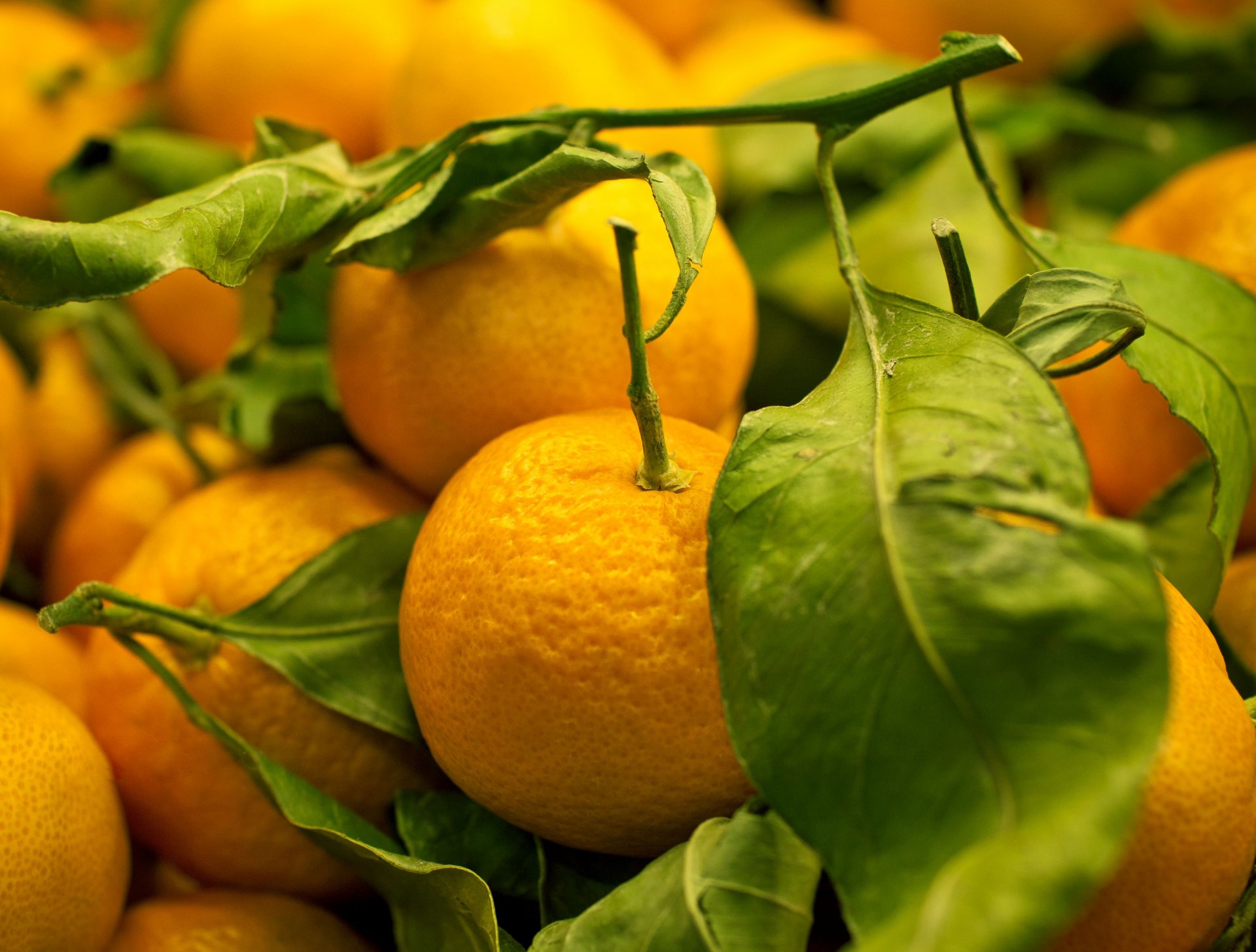 fruits mandarins treat
